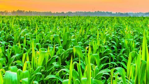 A field of corn, during a sunset.