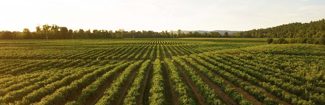 A field of green row crops during sunrise.