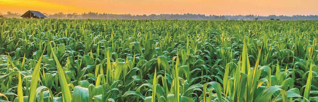 Corn in a field with sunset backdrop