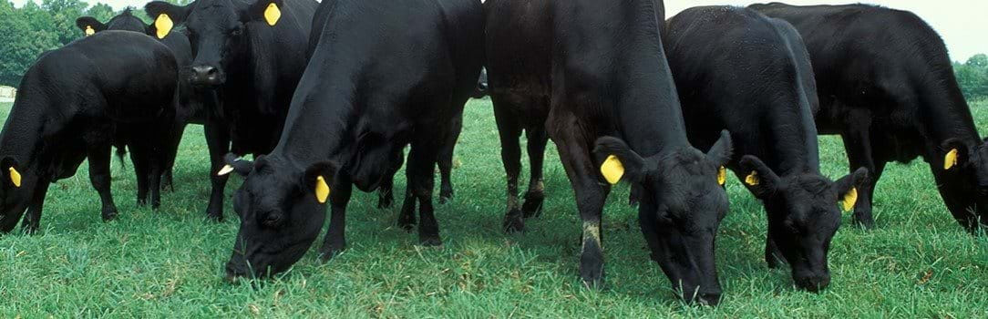 Photo of cows grazing on lush, green grass in a pasture.