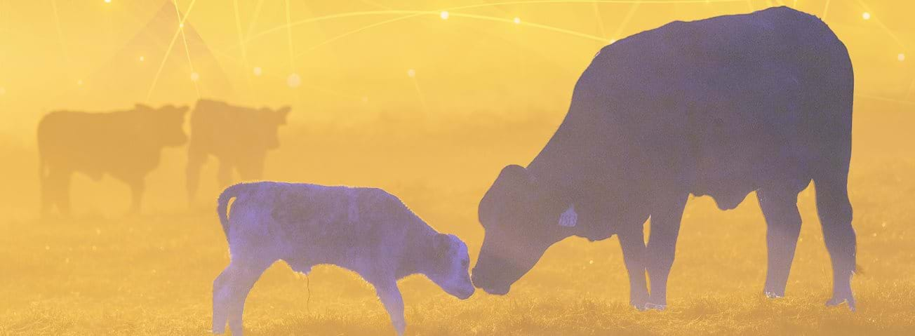 Photo illustration of cow and calf together on a farm.