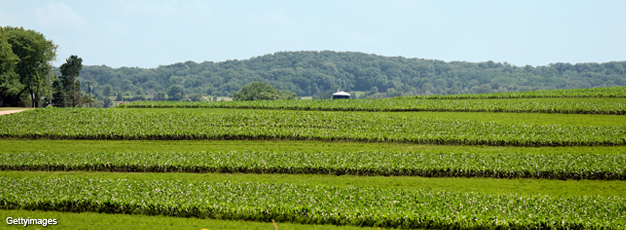 Contour farming of corn and hay