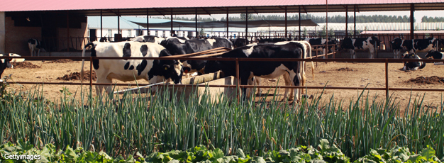 Cows on a farm in China