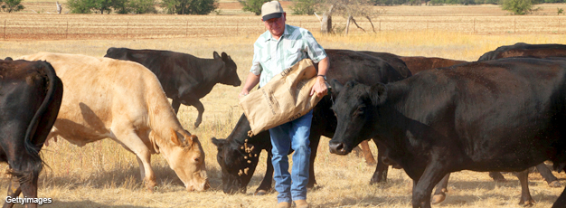 Farmer feeding cattle