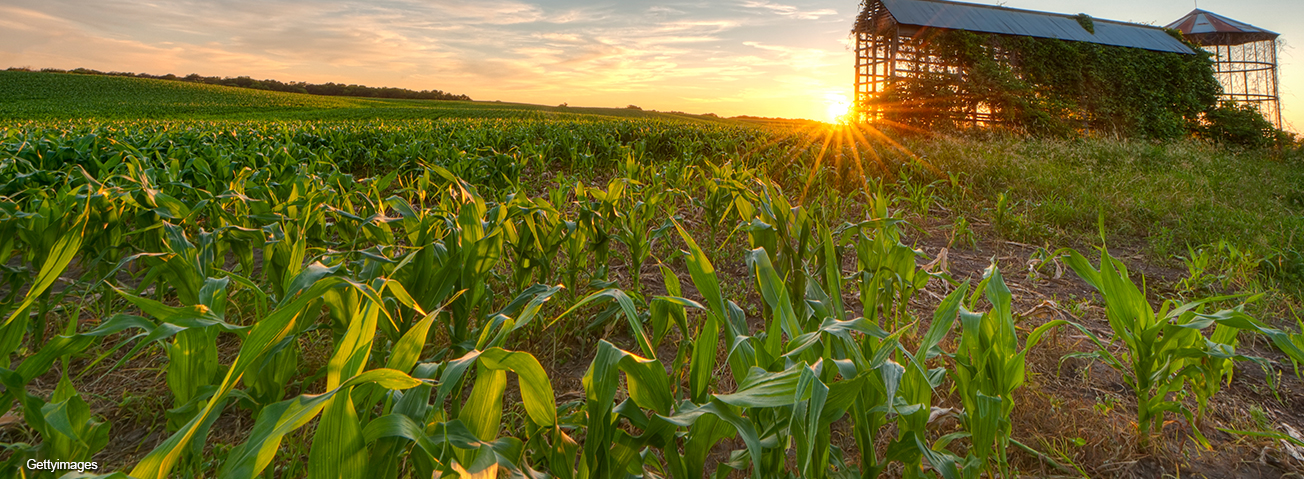 Corn field