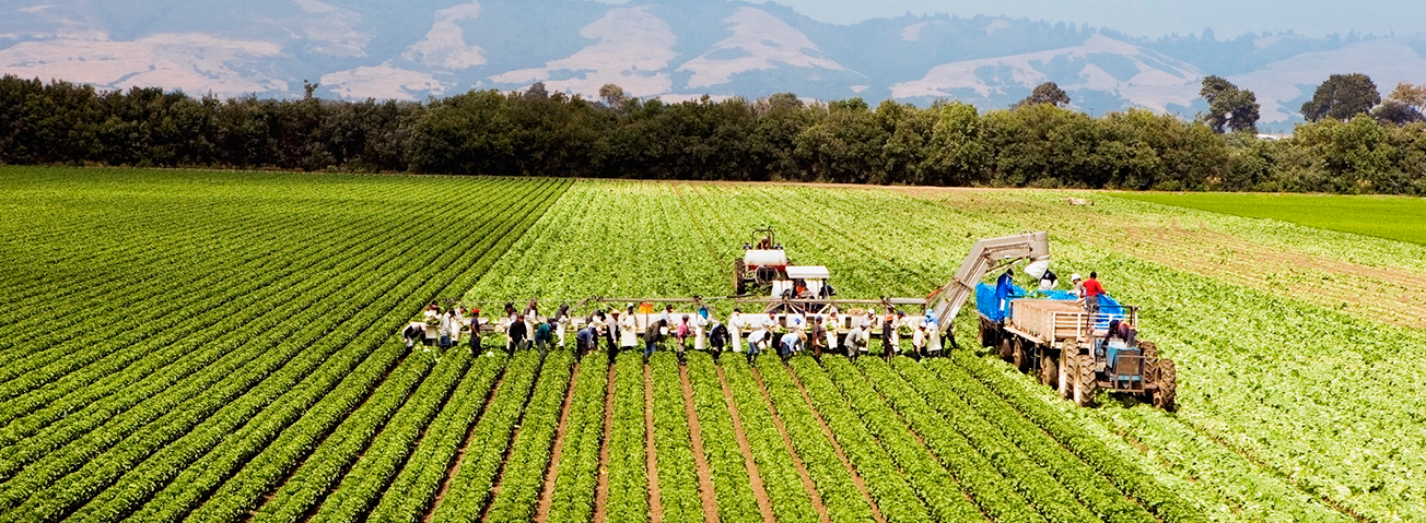 Laborers and machinery in a farm field.