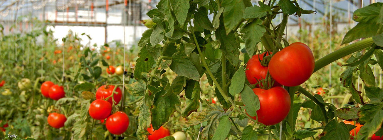 Greenhouse tomatoes