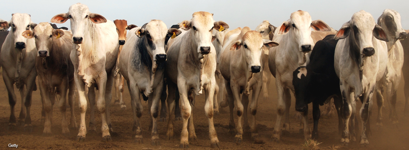 Zebu cattle at a ranch in Brazil