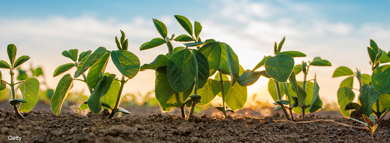 Closeup of soybean plants