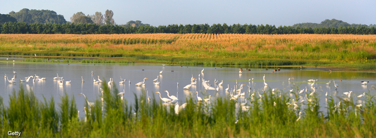 Corn field and a pond with ducks 