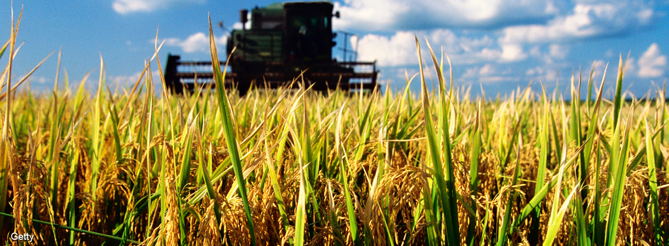 A combine harvester harvesting rice 