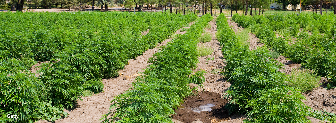 A field of industrial hemp