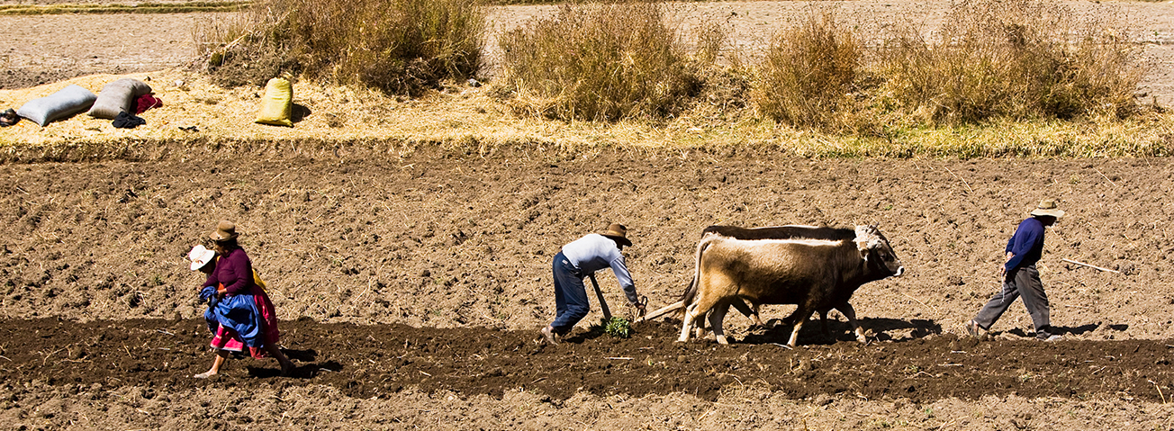 An image of farmers leading a team of oxen to plow a field.