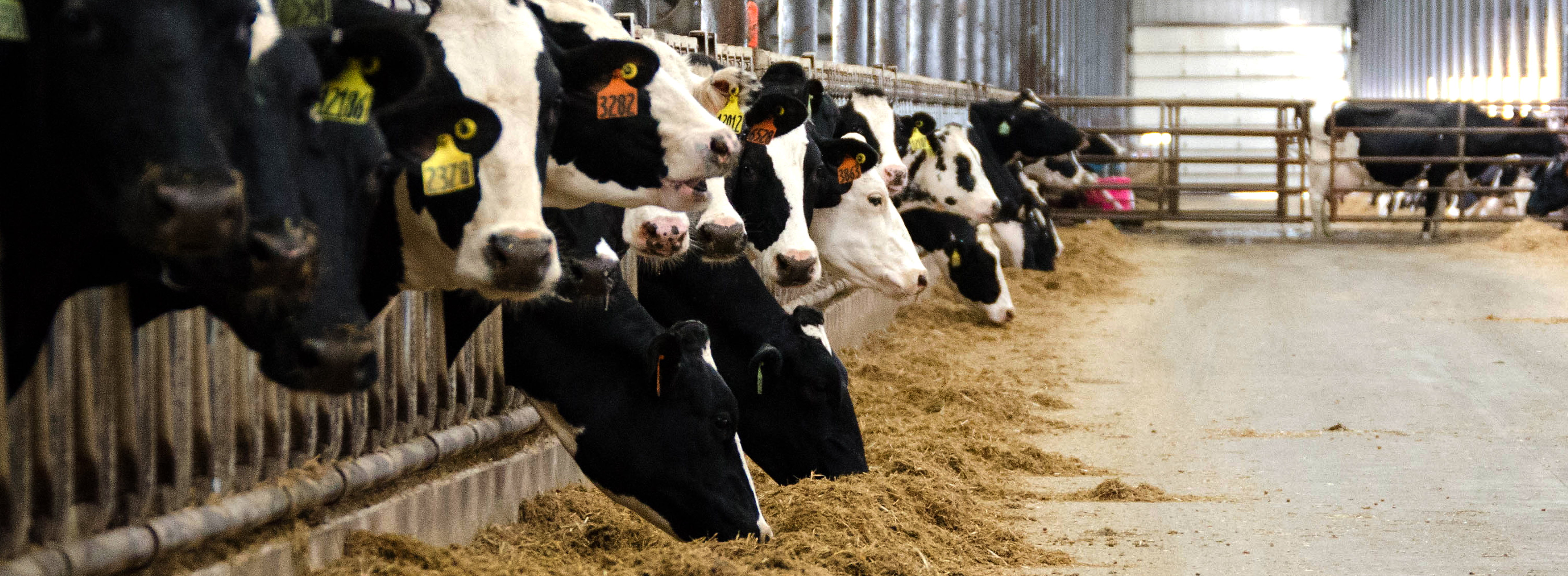 Cows with ear tags