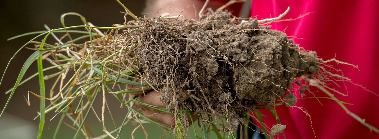 Clump of soil