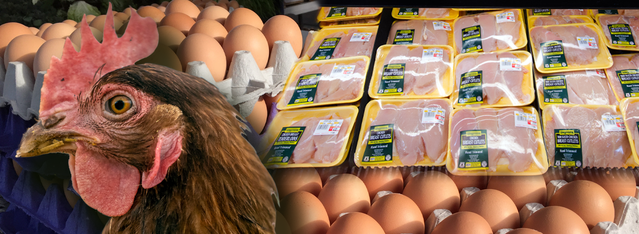 Photo illustration of a chicken with packaged chicken and eggs in the background.