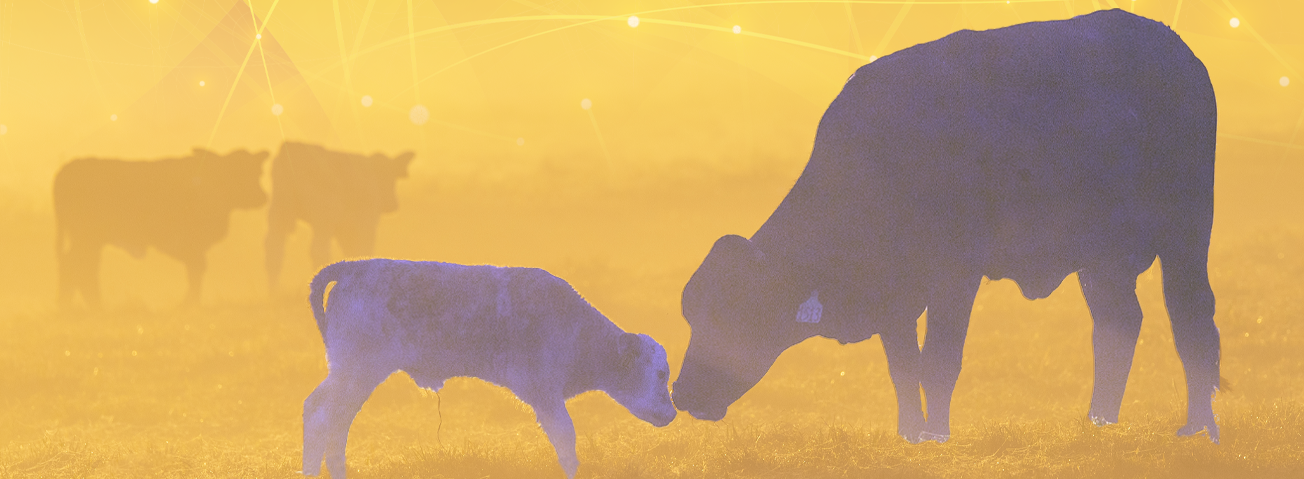 Photo illustration of a cow and a calf on a farm.