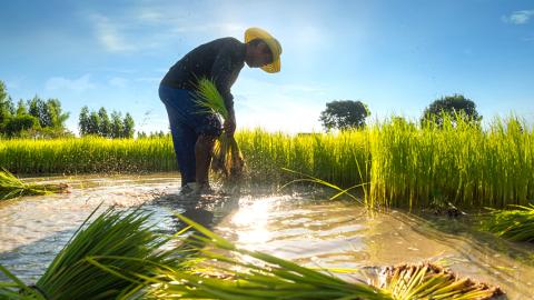 Farmer dressed in traditional Asian clothing working in a rice field