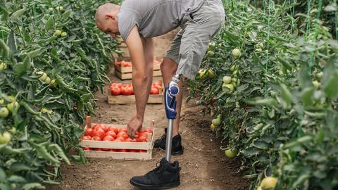 Farmer with a prosthetic leg picks tomatoes