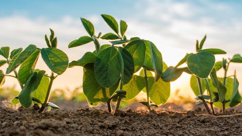 Closeup of soybean plants