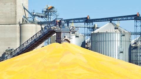 Grain at processing plant