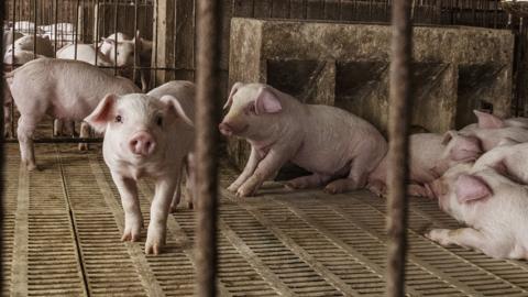 Young pigs stand in a pen at a farm in China.