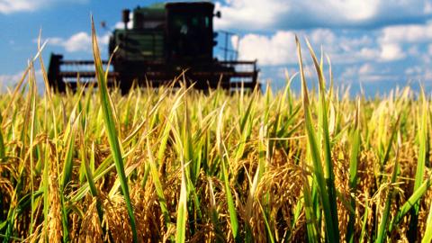 A combine harvester harvesting rice 