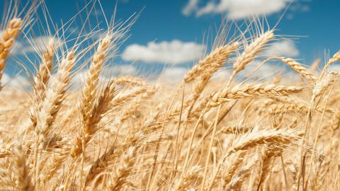 Wheat ears in bright sunshine under blue sky