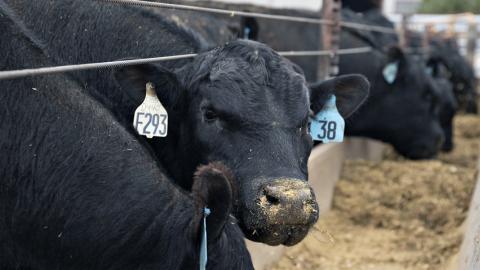 Angus beef cattle on a farm