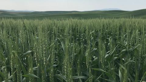 Wheat fields in Washington 