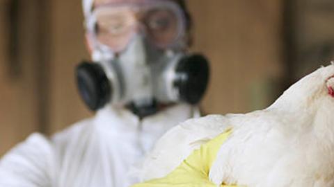 Photo of person with mask holding chicken hen