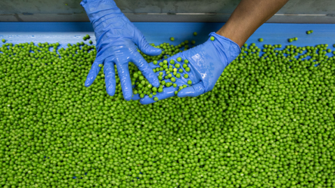 Gloved hands handling green peas