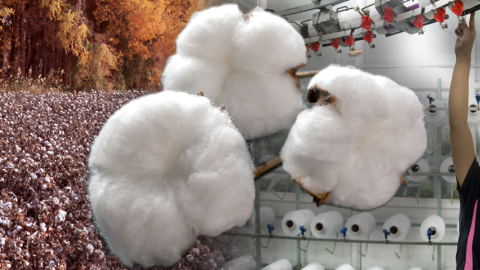 Combination of images of a cotton field, bolls of cotton, a textile worker