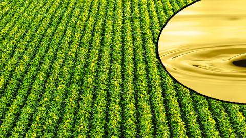 Photo illustration of a field of soybeans and soybean oil with a fountain-effect. 