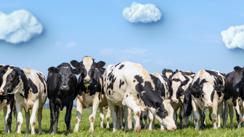 Photo of cows in a field.