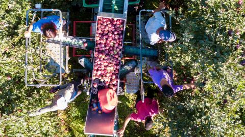 Aerial view of apple pickers in an orchard