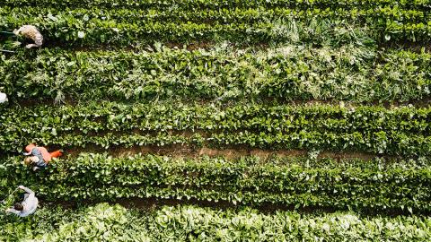 Aerial photo of farm laborers in a field.