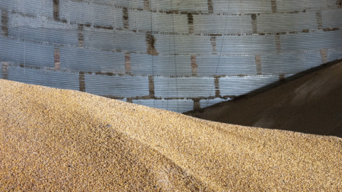 Photo of pile of grain in a silo.