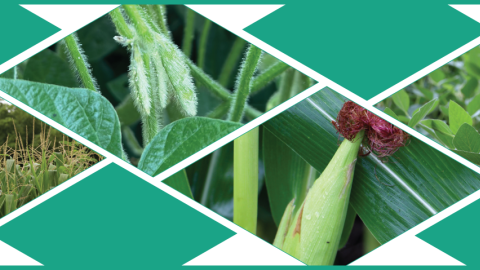 Illustration composed of close-up photos of corn and soybean crops.