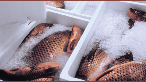 Photo of fresh fish iced in containers.