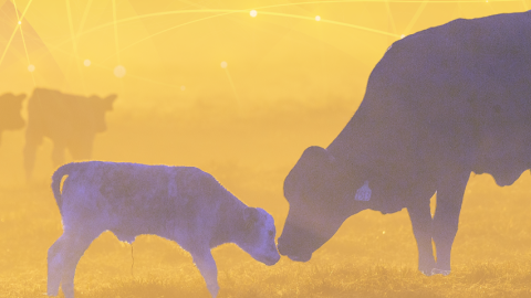 Photo illustration of a cow and a calf on a farm.