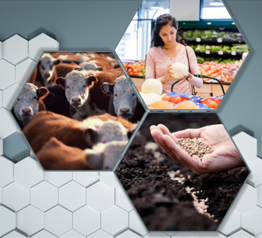 Photo collage with images of a person grocery shopping, of cattle, and a hand holding seeds