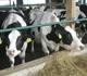 Two dairy cows eating hay in barn