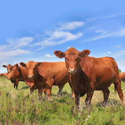 Cover image for Rotational Grazing Adoption by Cow-Calf Operations