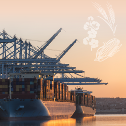 ERR313 US Export Competitiveness In Select Crop Markets Cover image for U.S. Export Competitiveness in Select Crop Markets
