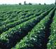 Rows of soybean crops