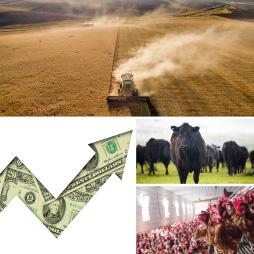 Cover image of Agricultural Income and Finance Situation and Outlook: 2021 Edition